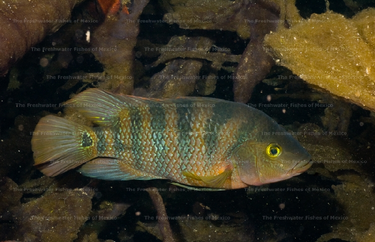 Adult in normal coloration