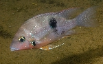 New species of Thorichthys described