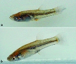 New species of Poeciliopsis described
