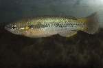 New Species of Killifish Described from Southern Mexico: Profundulus hectori