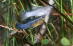 How the Amazon Molly defies the evolutionary odds