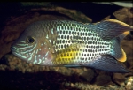 Exotic fishes dominate protected Las Estacas spring in Morelos