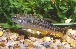 Allodontichthys tamazulae
