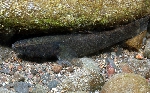 Eleotris amblyopsis