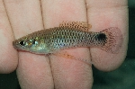 Pseudoxiphophorus jonesii