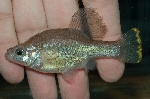 Chapalichthys peraticus