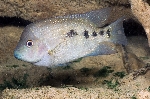 Herichthys tamasopoensis