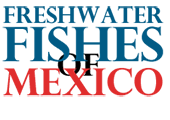 Die Süßwasserfische von Mexiko
