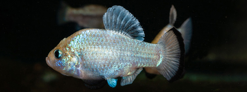 Mexican freshwater fish conservation