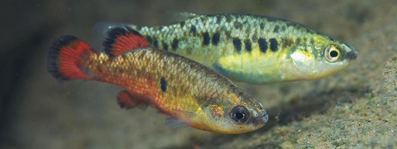 Support freshwater fish conservation in Mexico