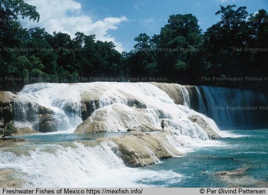 Agua Azul waterfalls, Tulija river