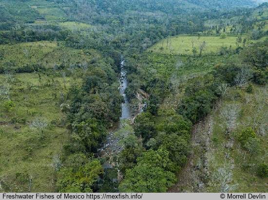 Heavy deforestation around Mizol-Ha River