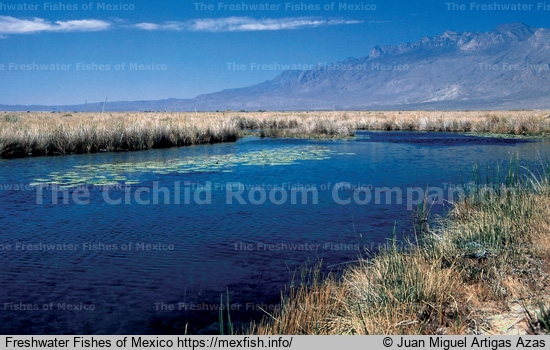 Mezquites River