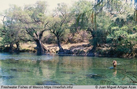 Amacuzac River