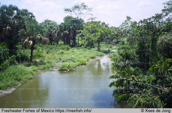 Mamantel river