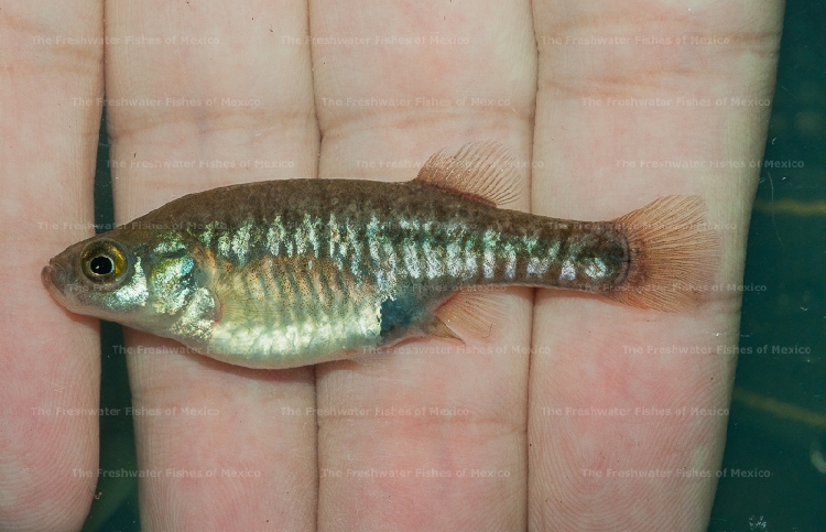 Freshly collected female