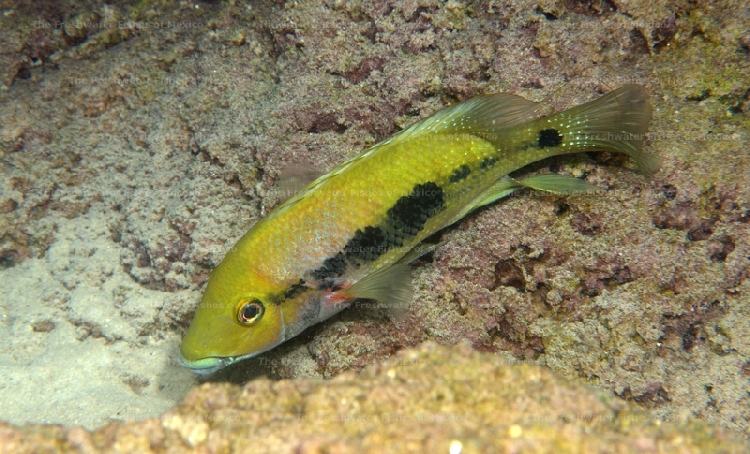 Adult at Miramar Lagoon