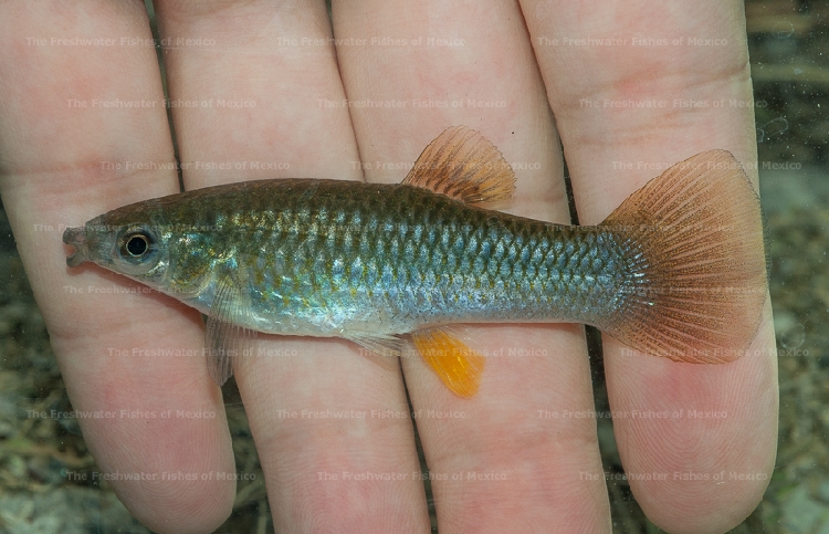 Freshly collected female