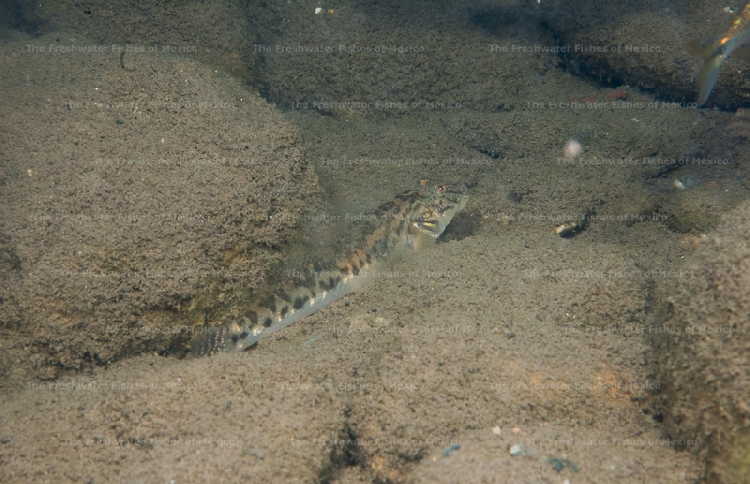 Adult in the Ostuta River