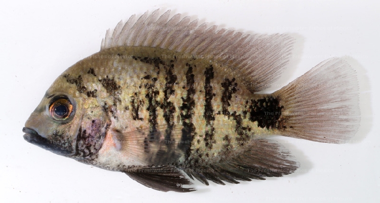 Freshly collected adult
