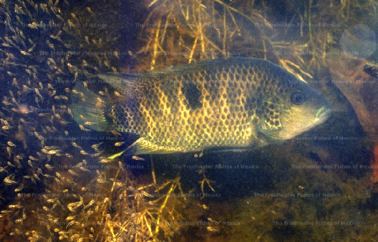 Female with fry in Childe River