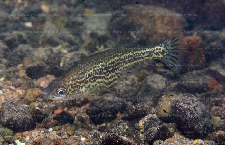 Female in Teuchitlan River
