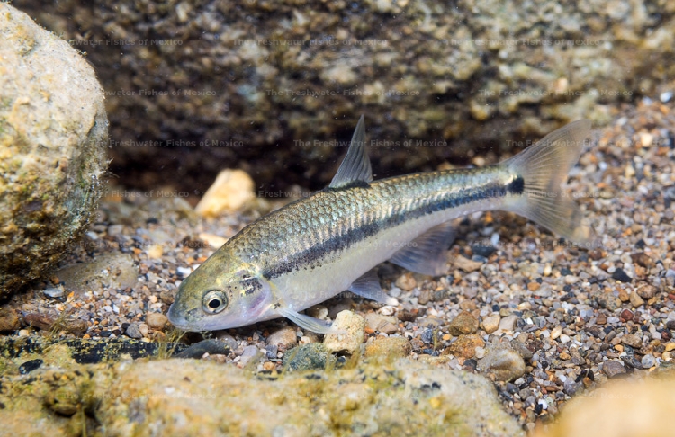 Adult at spawning site at Coacuilco