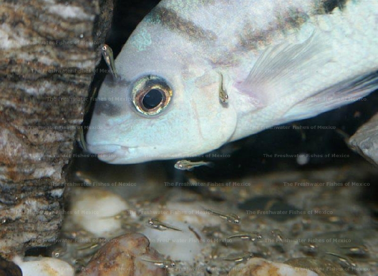 Female with fry