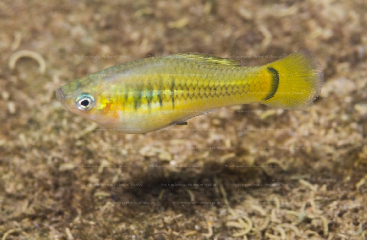 Gold male at Tancuilin