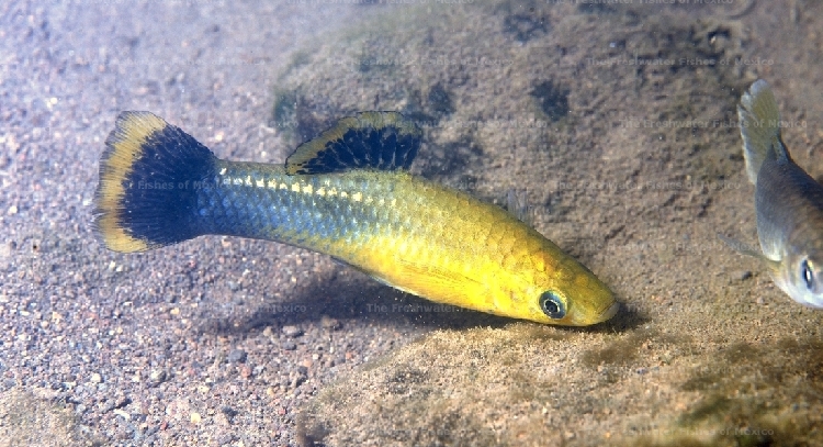 Male of yellow morph