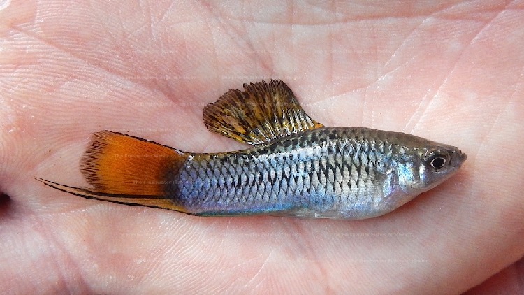 Freshly collected male