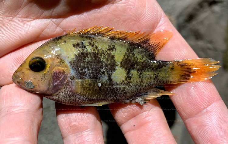 Freshly collected adult