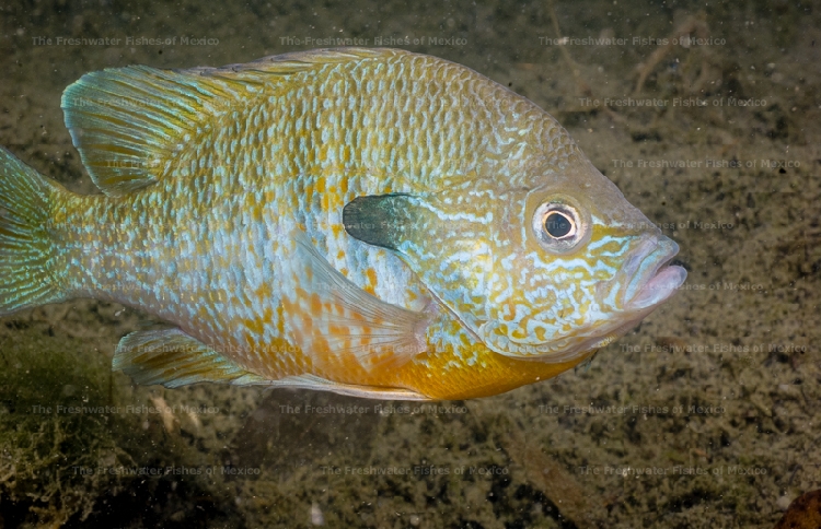 Adult in breeding coloration