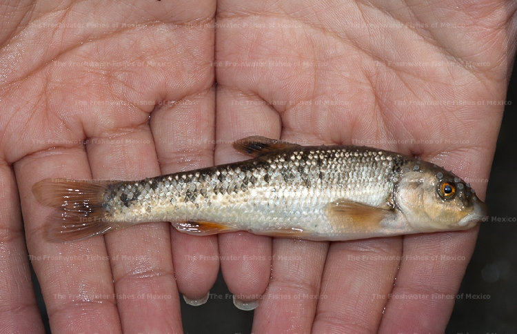 Freshly collected at Ramos River