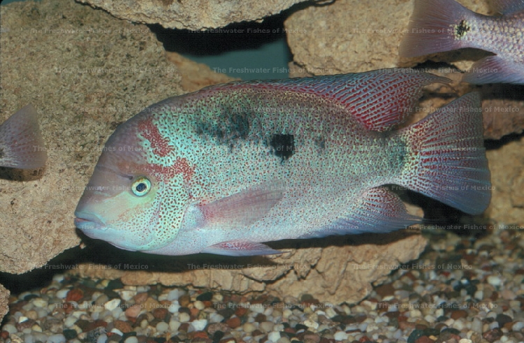 Male in the aquarium