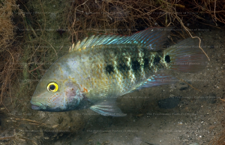 Female with fry