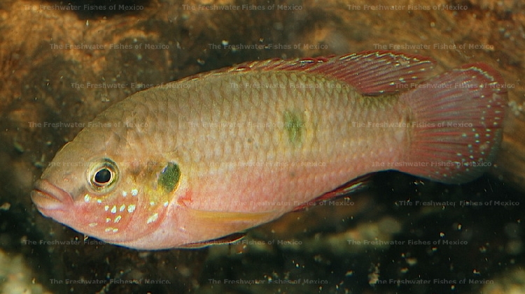 Male from the Bijagos Island