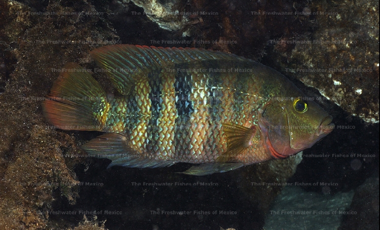 Adult in dominant coloration