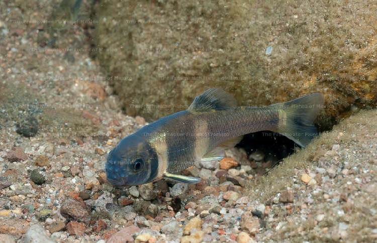 Male by his breeding cave