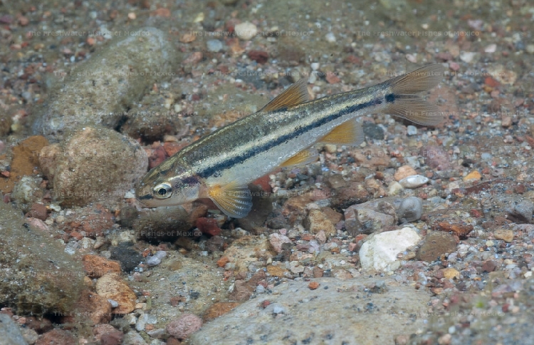 Male in Agujas River