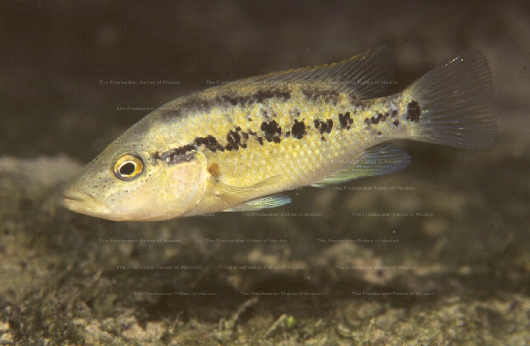 Sub-adult fish in Tamasopo River