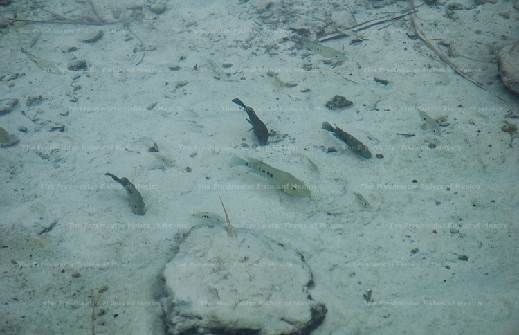 Group foraging in shalliow areas