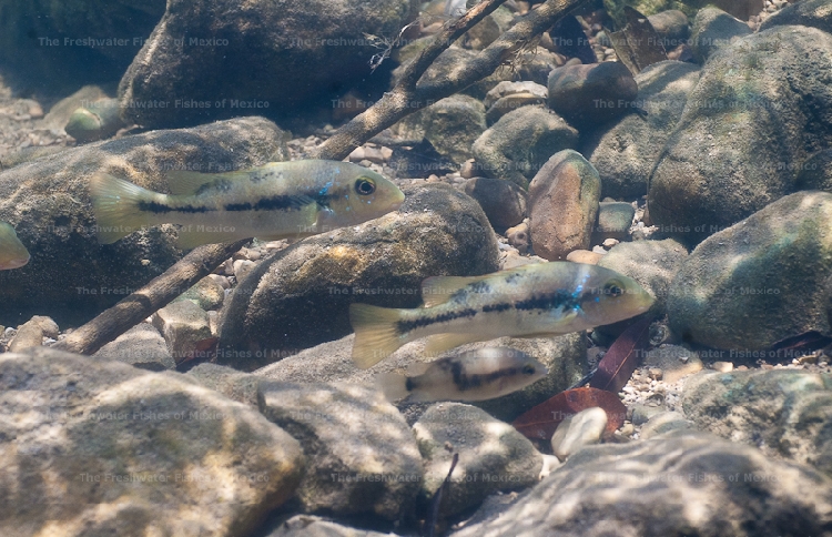 Adults in Chocolhaito River