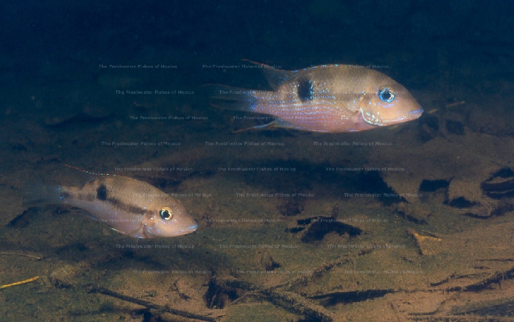 Pair in Chalchijapa River
