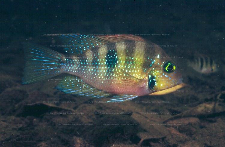 Male in dominant coloration