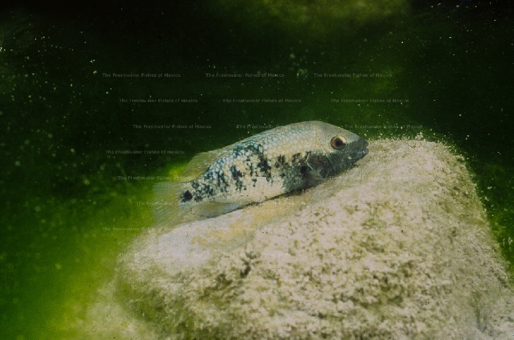 Female spawning in El Salto