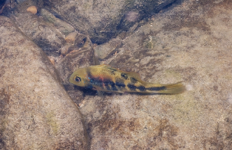 Female spawning in Chocolhaito River
