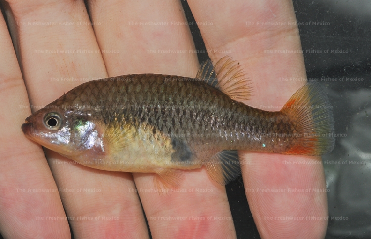 Female from Tamazula