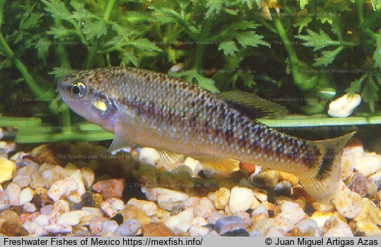 Male from Tamazula River