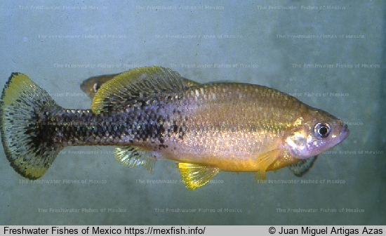 Männchen vom Fluss Ayuquila